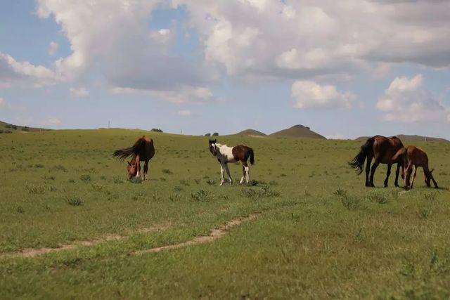 乾港集團(tuán)高層草原自駕游 乾港集團(tuán)高層草原自駕游